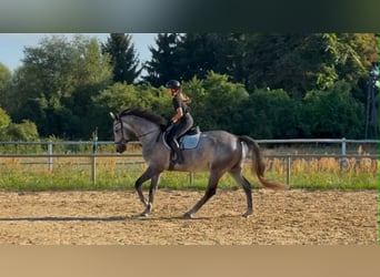 Pools sportpaard, Ruin, 5 Jaar, 174 cm, Schimmel