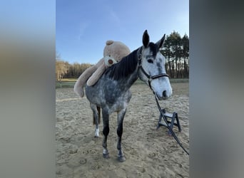 Pools sportpaard, Ruin, 5 Jaar, 175 cm, Blauwschimmel