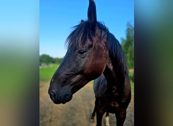 Pools sportpaard, Ruin, 6 Jaar, 160 cm, Zwartbruin