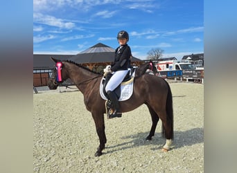 Pools sportpaard, Ruin, 6 Jaar, 160 cm, Zwartbruin