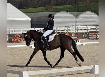 Pools sportpaard, Ruin, 6 Jaar, 160 cm, Zwartbruin