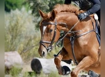 Pools sportpaard, Ruin, 6 Jaar, 163 cm, Vos