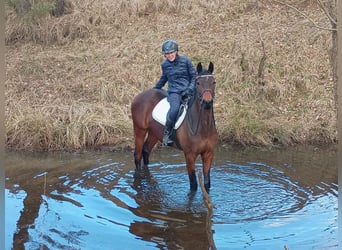 Pools sportpaard, Ruin, 6 Jaar, 164 cm, Bruin