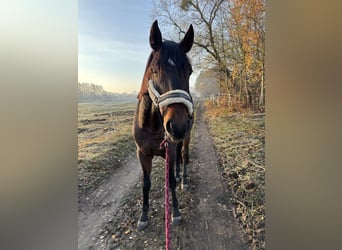 Pools sportpaard, Ruin, 6 Jaar, 168 cm, Donkerbruin