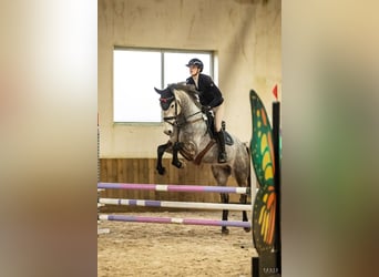 Pools sportpaard, Ruin, 6 Jaar, 170 cm, Schimmel