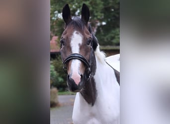 Pools sportpaard, Ruin, 7 Jaar, 158 cm, Gevlekt-paard