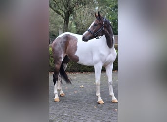 Pools sportpaard, Ruin, 7 Jaar, 158 cm, Gevlekt-paard
