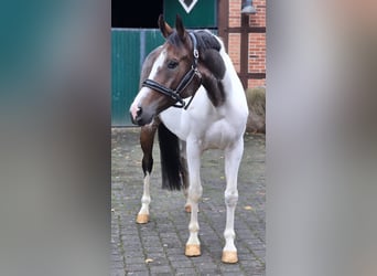 Pools sportpaard, Ruin, 7 Jaar, 158 cm, Gevlekt-paard