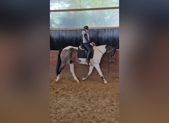Pools sportpaard, Ruin, 7 Jaar, 158 cm, Gevlekt-paard