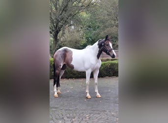 Pools sportpaard, Ruin, 7 Jaar, 158 cm, Gevlekt-paard
