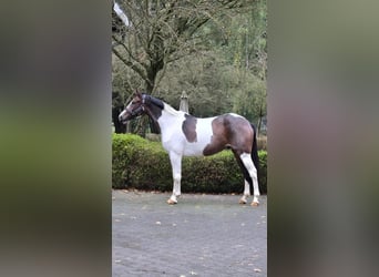 Pools sportpaard, Ruin, 7 Jaar, 158 cm, Gevlekt-paard