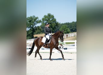Pools sportpaard, Ruin, 7 Jaar, 162 cm, Zwart