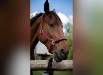 Pools sportpaard, Ruin, 7 Jaar, 164 cm, Bruin