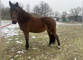 Pools sportpaard, Ruin, 7 Jaar, 164 cm, Bruin