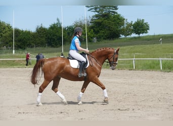 Pools sportpaard, Ruin, 7 Jaar, 164 cm, Vos