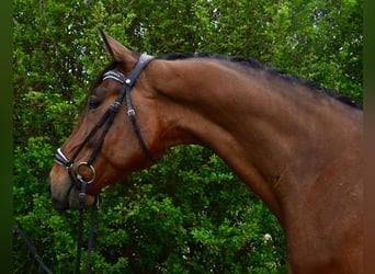 Pools sportpaard, Ruin, 7 Jaar, 165 cm, Bruin