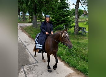 Pools sportpaard, Ruin, 8 Jaar, 156 cm, Donkere-vos