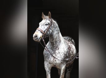 Pools sportpaard, Ruin, 8 Jaar, 162 cm, Appaloosa