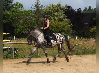 Pools sportpaard, Ruin, 8 Jaar, 162 cm, Appaloosa