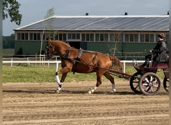 Pools sportpaard, Ruin, 8 Jaar, 164 cm, Vos