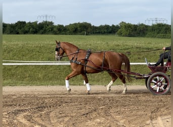 Pools sportpaard, Ruin, 8 Jaar, 164 cm, Vos