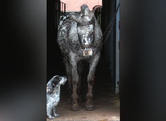 Pools sportpaard, Ruin, 9 Jaar, 162 cm, Appaloosa