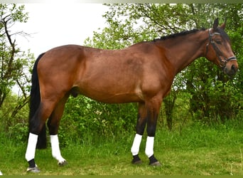 Pools sportpaard, Ruin, 9 Jaar, 165 cm, Bruin