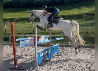 Pools warmbloed, Hengst, 14 Jaar, 169 cm, Wit