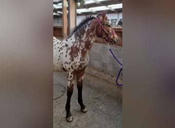 Pools warmbloed Mix, Hengst, 1 Jaar, 133 cm