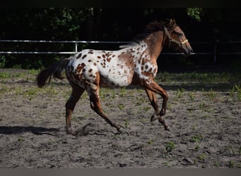 Pools warmbloed, Hengst, 1 Jaar, 163 cm, Appaloosa