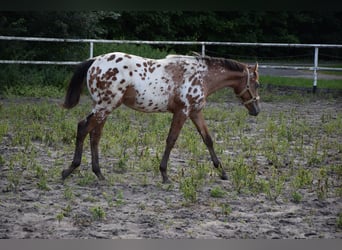 Pools warmbloed, Hengst, 1 Jaar, 163 cm, Appaloosa