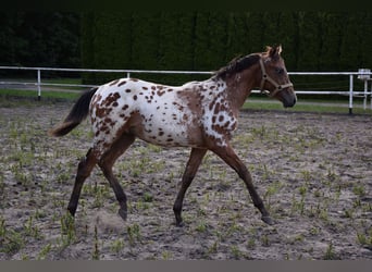 Pools warmbloed, Hengst, 1 Jaar, 163 cm, Appaloosa