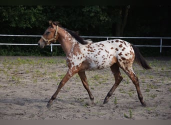 Pools warmbloed, Hengst, 1 Jaar, 163 cm, Appaloosa