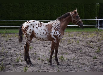 Pools warmbloed, Hengst, 1 Jaar, 163 cm, Appaloosa