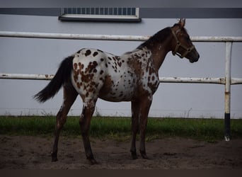 Pools warmbloed, Hengst, 1 Jaar, 163 cm, Appaloosa