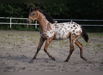 Pools warmbloed, Hengst, 1 Jaar, 163 cm, Appaloosa