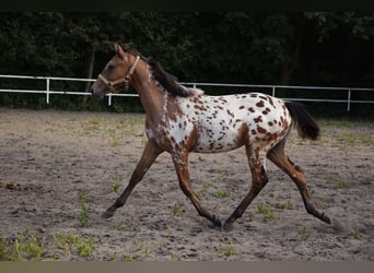 Pools warmbloed, Hengst, 1 Jaar, 163 cm, Appaloosa