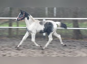 Pools warmbloed, Hengst, 1 Jaar, 170 cm, Gevlekt-paard