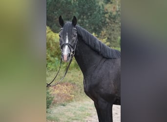 Pools warmbloed, Hengst, 4 Jaar, 162 cm, kan schimmel zijn