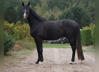 Pools warmbloed, Hengst, 4 Jaar, 162 cm, kan schimmel zijn