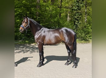 Pools warmbloed, Hengst, 5 Jaar, 166 cm, Donkerbruin