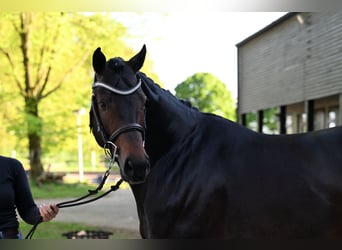 Pools warmbloed, Hengst, 5 Jaar, 166 cm, Donkerbruin