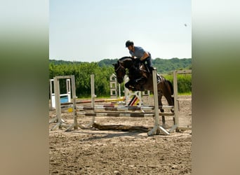 Pools warmbloed, Hengst, 5 Jaar, 166 cm, Donkerbruin