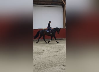 Pools warmbloed, Hengst, 5 Jaar, 166 cm, Donkerbruin