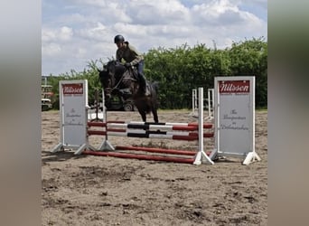 Pools warmbloed, Hengst, 5 Jaar, 166 cm, Donkerbruin