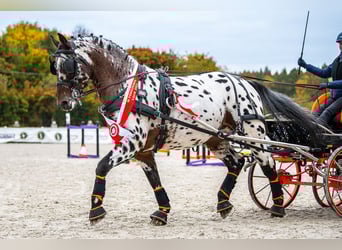 Pools warmbloed, Hengst, 7 Jaar, 165 cm, Appaloosa