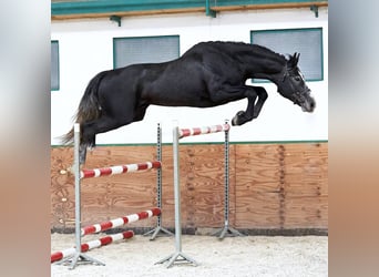 Pools warmbloed, Hengst, 7 Jaar, 175 cm, Schimmel