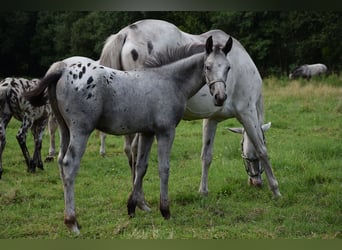 Pools warmbloed, Hengst, veulen (03/2024), 165 cm, Appaloosa