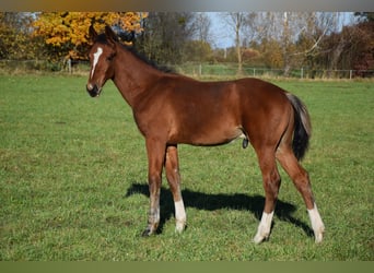 Pools warmbloed, Hengst, veulen (04/2023), 170 cm, Brauner