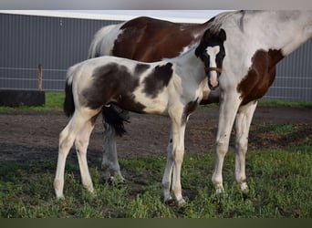 Polnisches Warmblut, Hengst, Fohlen (06/2024), 170 cm, Schecke